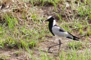 blacksmith_lapwing