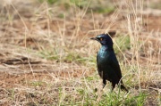 cape_glossy_starling