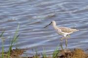 common_greenshank