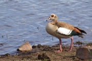 egyptian_goose