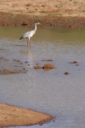 grey_heron