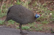 helmeted_guineafowl