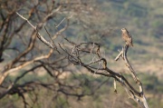 kestrel