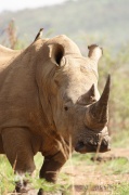 red-billed_oxpecker