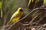 southern_masked-weaver