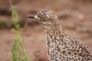 spotted_thick-knee