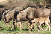 blue_wildebeest