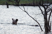 hippopotamus