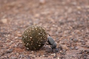 insects