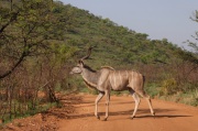 kudu