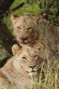 lions
