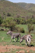 plain_zebra