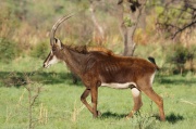 sable_antelope