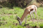springbok