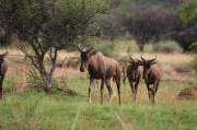 tsessebe
