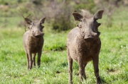 warthog