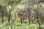 waterbuck