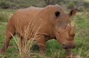 white_rhinoceros