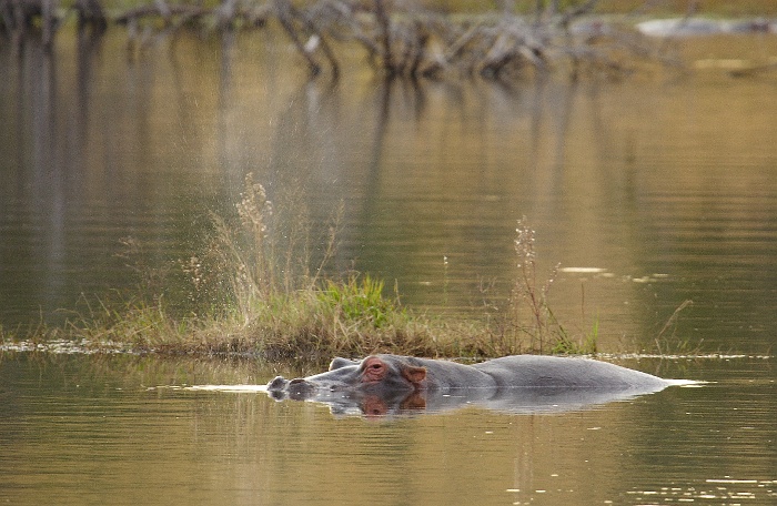 hippotchoum.jpg