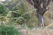 CRW_4861_RJ