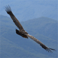 Verdon