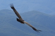 IMG_4363