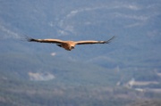 IMG_4420