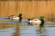 colverts