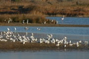 herons_flamand