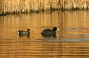 poule_et_foulque_macroule