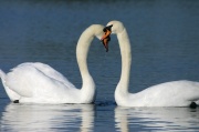 tendresse