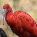 Zoo St Jean