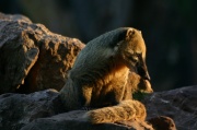coati1