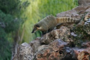 coati2