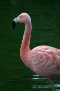 flamand_colere