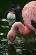 flamand_peche