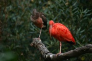 ibis_couple