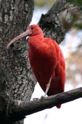 ibis_rouge