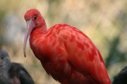 ibis_rouge2