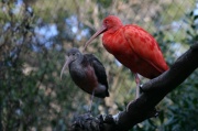 ibis_rouge3