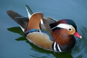 mandarin02