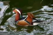 mandarin04