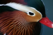 mandarin_colerette