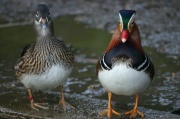 mandarin_couple