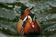 mandarin_presse