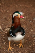 mandarin_rigolo