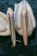 pelican_complice