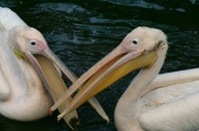 pelican_dispute