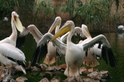pelican_poche
