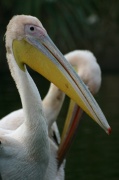 pelican_portrait